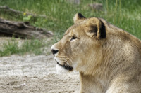 Dateiname=_D1L3691_Ds_Tierpark-Herberstein.JPG
Dateigröße=809KB
Abmessungen: 1920x1280
hinzugefügt am: 21. Mai 2018 _D1L3691_Ds_Tierpark-Herberstein.JPG