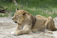 Dateiname=_D1L3697_Ds_Tierpark-Herberstein.JPG
Dateigröße=865KB
Abmessungen: 1920x1280
hinzugefügt am: 21. Mai 2018 _D1L3697_Ds_Tierpark-Herberstein.JPG