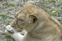 Dateiname=_D1L3750_Ds_Tierpark-Herberstein.JPG
Dateigröße=974KB
Abmessungen: 1920x1280
hinzugefügt am: 21. Mai 2018 _D1L3750_Ds_Tierpark-Herberstein.JPG