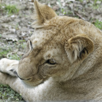Dateiname=_D1L3759_Ds_Tierpark-Herberstein.JPG
Dateigröße=1309KB
Abmessungen: 1920x1920
hinzugefügt am: 21. Mai 2018 _D1L3759_Ds_Tierpark-Herberstein.JPG