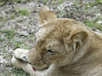 Dateiname=_D1L3763_Ds_Tierpark-Herberstein.JPG
Dateigröße=1034KB
Abmessungen: 1920x1440
hinzugefügt am: 21. Mai 2018 _D1L3763_Ds_Tierpark-Herberstein.JPG