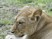 Dateiname=_D1L3768_Ds_Tierpark-Herberstein.JPG
Dateigröße=1041KB
Abmessungen: 1920x1440
hinzugefügt am: 21. Mai 2018 _D1L3768_Ds_Tierpark-Herberstein.JPG