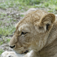 Dateiname=_D1L3769_Ds_Tierpark-Herberstein.JPG
Dateigröße=1362KB
Abmessungen: 1920x1920
hinzugefügt am: 21. Mai 2018 _D1L3769_Ds_Tierpark-Herberstein.JPG