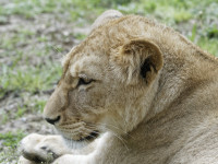 Dateiname=_D1L3772_Ds_Tierpark-Herberstein.JPG
Dateigröße=1059KB
Abmessungen: 1920x1440
hinzugefügt am: 21. Mai 2018 _D1L3772_Ds_Tierpark-Herberstein.JPG