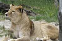 Dateiname=_D1L3790_Ds_Tierpark-Herberstein.JPG
Dateigröße=839KB
Abmessungen: 1920x1280
hinzugefügt am: 21. Mai 2018 _D1L3790_Ds_Tierpark-Herberstein.JPG