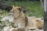 Dateiname=_D1L3792_Ds_Tierpark-Herberstein.JPG
Dateigröße=829KB
Abmessungen: 1920x1280
hinzugefügt am: 21. Mai 2018 _D1L3792_Ds_Tierpark-Herberstein.JPG