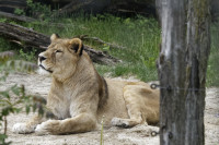 Dateiname=_D1L3795_Ds_Tierpark-Herberstein.JPG
Dateigröße=819KB
Abmessungen: 1920x1280
hinzugefügt am: 21. Mai 2018 _D1L3795_Ds_Tierpark-Herberstein.JPG