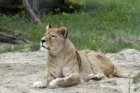 Dateiname=_D1L3805_Ds_Tierpark-Herberstein.JPG
Dateigröße=899KB
Abmessungen: 1920x1280
hinzugefügt am: 21. Mai 2018 _D1L3805_Ds_Tierpark-Herberstein.JPG