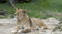 Dateiname=_D1L3810_Ds_Tierpark-Herberstein.JPG
Dateigröße=740KB
Abmessungen: 1920x1080
hinzugefügt am: 21. Mai 2018 _D1L3810_Ds_Tierpark-Herberstein.JPG