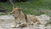 Dateiname=_D1L3811_Ds_Tierpark-Herberstein.JPG
Dateigröße=729KB
Abmessungen: 1920x1080
hinzugefügt am: 21. Mai 2018 _D1L3811_Ds_Tierpark-Herberstein.JPG