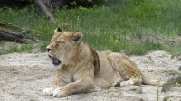 Dateiname=_D1L3823_Ds_Tierpark-Herberstein.JPG
Dateigröße=782KB
Abmessungen: 1920x1080
hinzugefügt am: 21. Mai 2018 _D1L3823_Ds_Tierpark-Herberstein.JPG