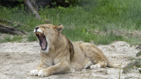 Dateiname=_D1L3835_Ds_Tierpark-Herberstein.JPG
Dateigröße=734KB
Abmessungen: 1920x1080
hinzugefügt am: 21. Mai 2018 _D1L3835_Ds_Tierpark-Herberstein.JPG