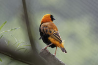 Dateiname=_D1L3870_Ds_Tierpark-Herberstein.JPG
Dateigröße=479KB
Abmessungen: 1920x1280
hinzugefügt am: 21. Mai 2018 _D1L3870_Ds_Tierpark-Herberstein.JPG