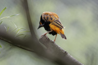 Dateiname=_D1L3896_Ds_Tierpark-Herberstein.JPG
Dateigröße=475KB
Abmessungen: 1920x1280
hinzugefügt am: 21. Mai 2018 _D1L3896_Ds_Tierpark-Herberstein.JPG