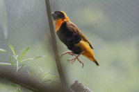 Dateiname=_D1L3900_Ds_Tierpark-Herberstein.JPG
Dateigröße=391KB
Abmessungen: 1920x1280
hinzugefügt am: 21. Mai 2018 _D1L3900_Ds_Tierpark-Herberstein.JPG
