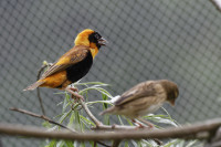 Dateiname=_D1L3906_Ds_Tierpark-Herberstein.JPG
Dateigröße=530KB
Abmessungen: 1920x1280
hinzugefügt am: 21. Mai 2018 _D1L3906_Ds_Tierpark-Herberstein.JPG