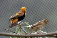 Dateiname=_D1L3908_Ds_Tierpark-Herberstein.JPG
Dateigröße=547KB
Abmessungen: 1920x1280
hinzugefügt am: 21. Mai 2018 _D1L3908_Ds_Tierpark-Herberstein.JPG