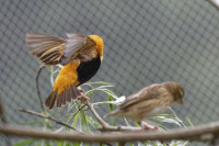 Dateiname=_D1L3910_Ds_Tierpark-Herberstein.JPG
Dateigröße=523KB
Abmessungen: 1920x1280
hinzugefügt am: 21. Mai 2018 _D1L3910_Ds_Tierpark-Herberstein.JPG