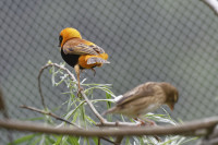 Dateiname=_D1L3914_Ds_Tierpark-Herberstein.JPG
Dateigröße=516KB
Abmessungen: 1920x1280
hinzugefügt am: 21. Mai 2018 _D1L3914_Ds_Tierpark-Herberstein.JPG