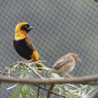 Dateiname=_D1L3918_Ds_Tierpark-Herberstein.JPG
Dateigröße=831KB
Abmessungen: 1920x1920
hinzugefügt am: 21. Mai 2018 _D1L3918_Ds_Tierpark-Herberstein.JPG
