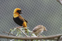 Dateiname=_D1L3922_Ds_Tierpark-Herberstein.JPG
Dateigröße=510KB
Abmessungen: 1920x1280
hinzugefügt am: 21. Mai 2018 _D1L3922_Ds_Tierpark-Herberstein.JPG