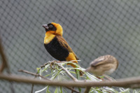 Dateiname=_D1L3926_Ds_Tierpark-Herberstein.JPG
Dateigröße=519KB
Abmessungen: 1920x1280
hinzugefügt am: 21. Mai 2018 _D1L3926_Ds_Tierpark-Herberstein.JPG
