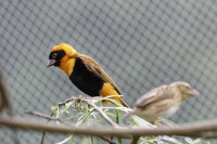 Dateiname=_D1L3933_Ds_Tierpark-Herberstein.JPG
Dateigröße=546KB
Abmessungen: 1920x1280
hinzugefügt am: 21. Mai 2018 _D1L3933_Ds_Tierpark-Herberstein.JPG