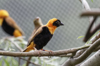 Dateiname=_D1L3939_Ds_Tierpark-Herberstein.JPG
Dateigröße=542KB
Abmessungen: 1920x1280
hinzugefügt am: 21. Mai 2018 _D1L3939_Ds_Tierpark-Herberstein.JPG