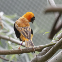 Dateiname=_D1L3952_Ds_Tierpark-Herberstein.JPG
Dateigröße=854KB
Abmessungen: 1920x1920
hinzugefügt am: 21. Mai 2018 _D1L3952_Ds_Tierpark-Herberstein.JPG