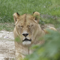 Dateiname=_D1L3956_Ds_Tierpark-Herberstein.JPG
Dateigröße=952KB
Abmessungen: 1920x1920
hinzugefügt am: 21. Mai 2018 _D1L3956_Ds_Tierpark-Herberstein.JPG