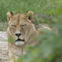 Dateiname=_D1L3958_Ds_Tierpark-Herberstein.JPG
Dateigröße=929KB
Abmessungen: 1920x1920
hinzugefügt am: 21. Mai 2018 _D1L3958_Ds_Tierpark-Herberstein.JPG
