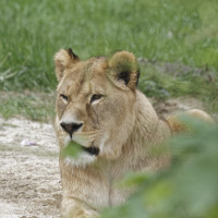 Dateiname=_D1L3961_Ds_Tierpark-Herberstein.JPG
Dateigröße=969KB
Abmessungen: 1920x1920
hinzugefügt am: 21. Mai 2018 _D1L3961_Ds_Tierpark-Herberstein.JPG