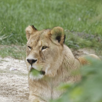 Dateiname=_D1L3965_Ds_Tierpark-Herberstein.JPG
Dateigröße=966KB
Abmessungen: 1920x1920
hinzugefügt am: 21. Mai 2018 _D1L3965_Ds_Tierpark-Herberstein.JPG