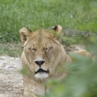 Dateiname=_D1L3971_Ds_Tierpark-Herberstein.JPG
Dateigröße=926KB
Abmessungen: 1920x1920
hinzugefügt am: 21. Mai 2018 _D1L3971_Ds_Tierpark-Herberstein.JPG