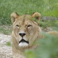 Dateiname=_D1L3979_Ds_Tierpark-Herberstein.JPG
Dateigröße=995KB
Abmessungen: 1920x1920
hinzugefügt am: 21. Mai 2018 _D1L3979_Ds_Tierpark-Herberstein.JPG