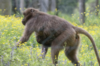 Dateiname=_D1L4042_Ds_Tierpark-Herberstein.JPG
Dateigröße=815KB
Abmessungen: 1920x1280
hinzugefügt am: 21. Mai 2018 _D1L4042_Ds_Tierpark-Herberstein.JPG