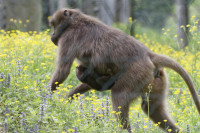 Dateiname=_D1L4043_Ds_Tierpark-Herberstein.JPG
Dateigröße=833KB
Abmessungen: 1920x1280
hinzugefügt am: 21. Mai 2018 _D1L4043_Ds_Tierpark-Herberstein.JPG
