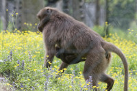 Dateiname=_D1L4045_Ds_Tierpark-Herberstein.JPG
Dateigröße=783KB
Abmessungen: 1920x1280
hinzugefügt am: 21. Mai 2018 _D1L4045_Ds_Tierpark-Herberstein.JPG