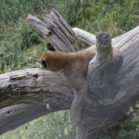 Dateiname=_D1L4152_Ds_Tierpark-Herberstein.JPG
Dateigröße=1225KB
Abmessungen: 1920x1920
hinzugefügt am: 21. Mai 2018 _D1L4152_Ds_Tierpark-Herberstein.JPG