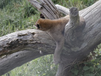Dateiname=_D1L4154_Ds_Tierpark-Herberstein.JPG
Dateigröße=941KB
Abmessungen: 1920x1440
hinzugefügt am: 21. Mai 2018 _D1L4154_Ds_Tierpark-Herberstein.JPG