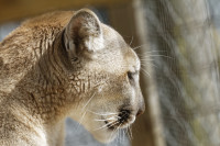 Dateiname=_D1L4162_Ds_Tierpark-Herberstein.JPG
Dateigröße=688KB
Abmessungen: 1920x1280
hinzugefügt am: 21. Mai 2018 _D1L4162_Ds_Tierpark-Herberstein.JPG