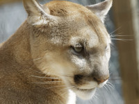 Dateiname=_D1L4176_Ds_Tierpark-Herberstein.JPG
Dateigröße=687KB
Abmessungen: 1920x1440
hinzugefügt am: 21. Mai 2018 _D1L4176_Ds_Tierpark-Herberstein.JPG