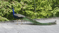 Dateiname=_D1L4211_Ds_Tierpark-Herberstein.JPG
Dateigröße=725KB
Abmessungen: 1920x1080
hinzugefügt am: 21. Mai 2018 _D1L4211_Ds_Tierpark-Herberstein.JPG