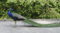 Dateiname=_D1L4217_Ds_Tierpark-Herberstein.JPG
Dateigröße=608KB
Abmessungen: 1920x1080
hinzugefügt am: 21. Mai 2018 _D1L4217_Ds_Tierpark-Herberstein.JPG