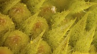 Dateiname=2016-10-25_22-55-53_macro_2016-10-25_23-01-05_sonnenblumebs.JPG
Dateigröße=681KB
Abmessungen: 1920x1081
hinzugefügt am: 25. Oktober 2016 2016-10-25_22-55-53_macro_2016-10-25_23-01-05_sonnenblumebs.JPG