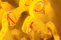 Dateiname=2016-10-25_23-08-44_sonnenblume_bs.JPG
Dateigröße=649KB
Abmessungen: 1920x1280
hinzugefügt am: 25. Oktober 2016 2016-10-25_23-08-44_sonnenblume_bs.JPG