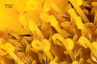 Dateiname=2016-10-25_23-24-34_sonnenblume_bs.JPG
Dateigröße=841KB
Abmessungen: 1920x1280
hinzugefügt am: 25. Oktober 2016 2016-10-25_23-24-34_sonnenblume_bs.JPG