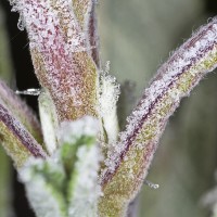 Dateiname=2016-12-06_17-05-06_frost_7D2L1746b.jpg
Dateigröße=1326KB
Abmessungen: 1920x1920
hinzugefügt am: 06. Dezember 2016 2016-12-06_17-05-06_frost_7D2L1746b.jpg