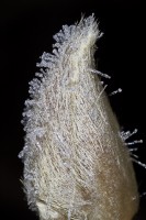 Dateiname=2016-12-06_17-08-02_frost_7D2L1760b.jpg
Dateigröße=904KB
Abmessungen: 1280x1920
hinzugefügt am: 06. Dezember 2016 2016-12-06_17-08-02_frost_7D2L1760b.jpg