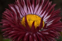 Dateiname=2017-03-15_08-25-24_blumen_7D1L0884bws.JPG
Dateigröße=592KB
Abmessungen: 1920x1280
hinzugefügt am: 15. März 2017 2017-03-15_08-25-24_blumen_7D1L0884bws.JPG